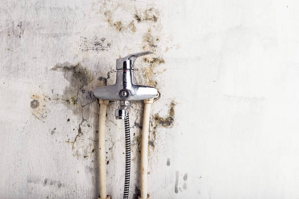 Best Same-Day Mold Removal  in Wakeeney, KS