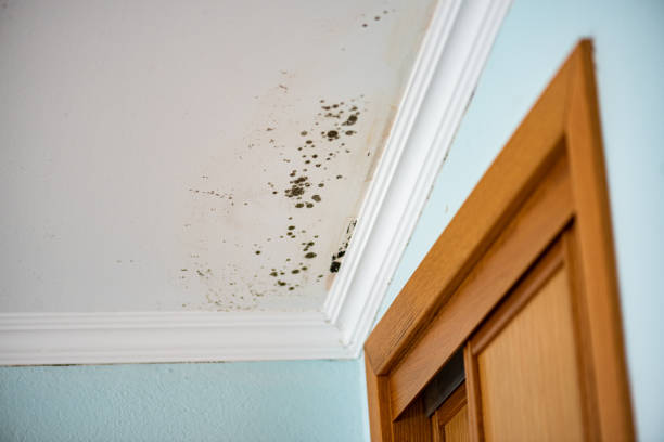 Best Toxic Mold Removal  in Wakeeney, KS