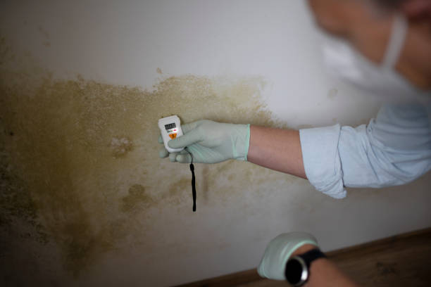 Best Mold Removal Near Me  in Wakeeney, KS
