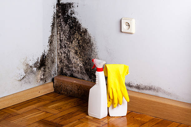 Best Mold Damage Repair  in Wakeeney, KS