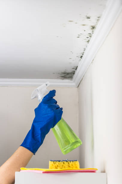 Best Home Mold Removal  in Wakeeney, KS