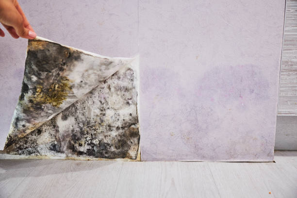 Reliable Wakeeney, KS Mold Removal Solutions